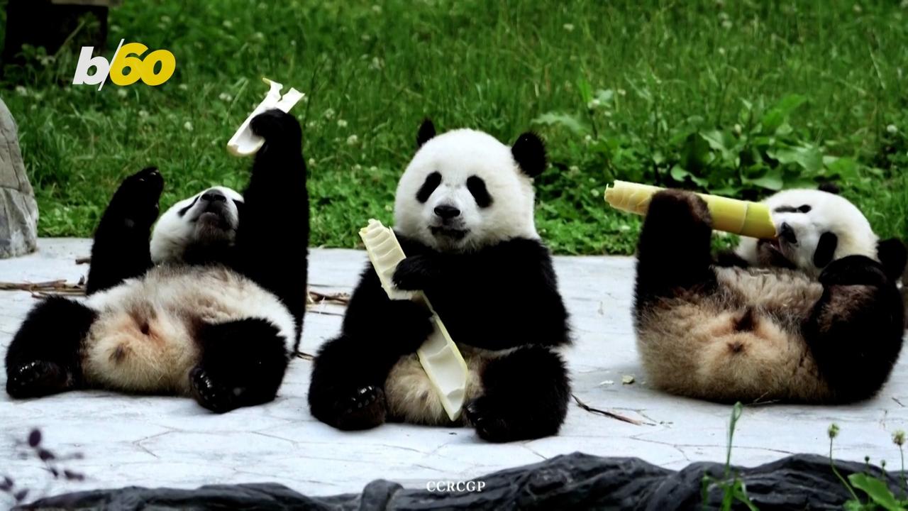 These Pandas Are Enjoying Their Lunch With So Many Looking On!