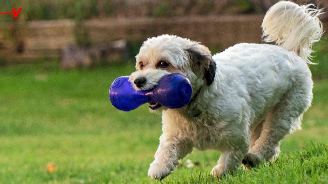 How to Know What The Right Pet Insurance Is For You and Your Family