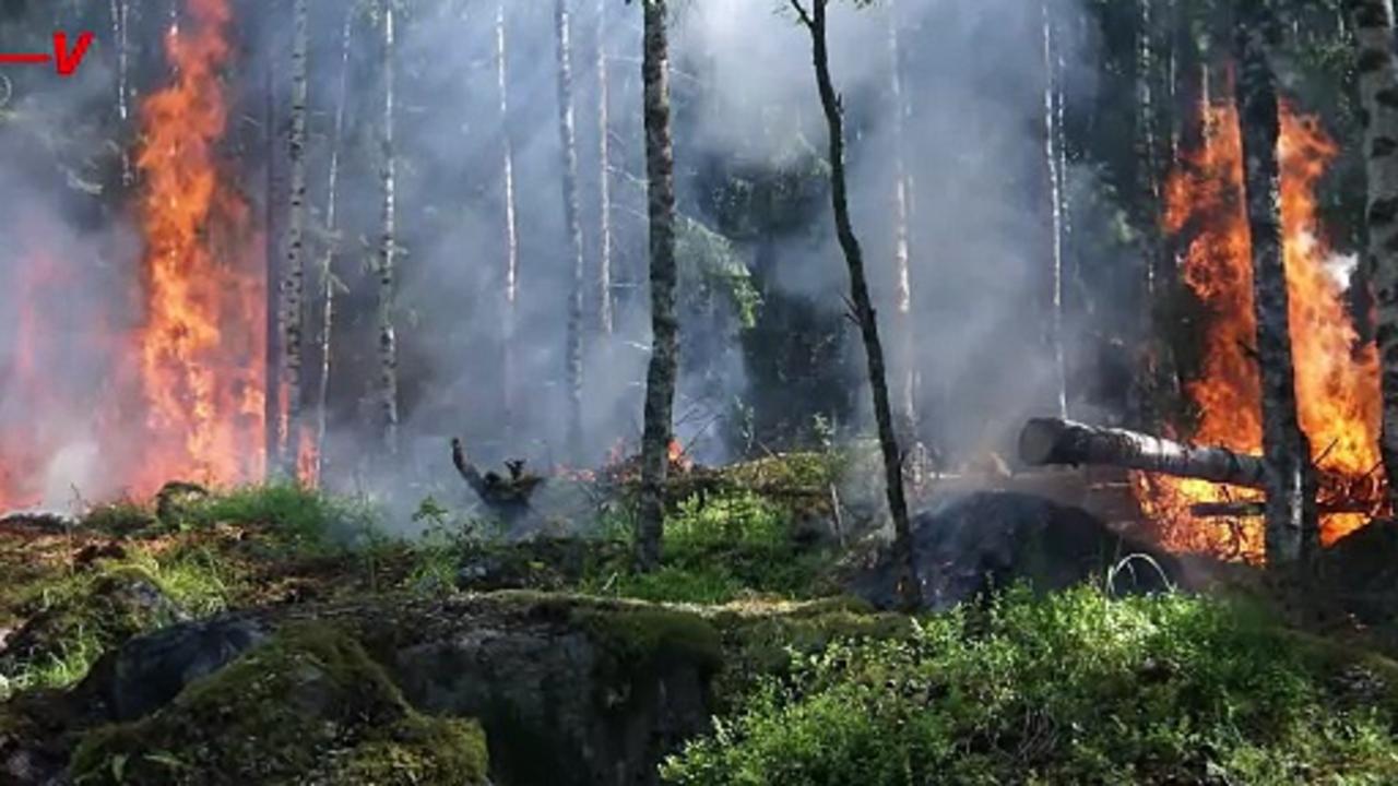 This Could Be a Warning Sign for an Extinction Level Wildfire