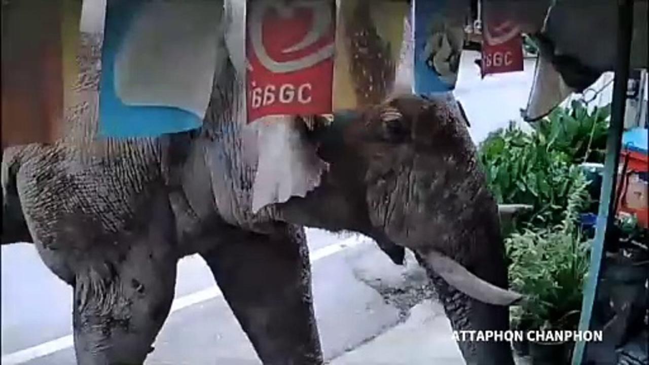 Wild elephant breaks into Thai grocery store to get snacks