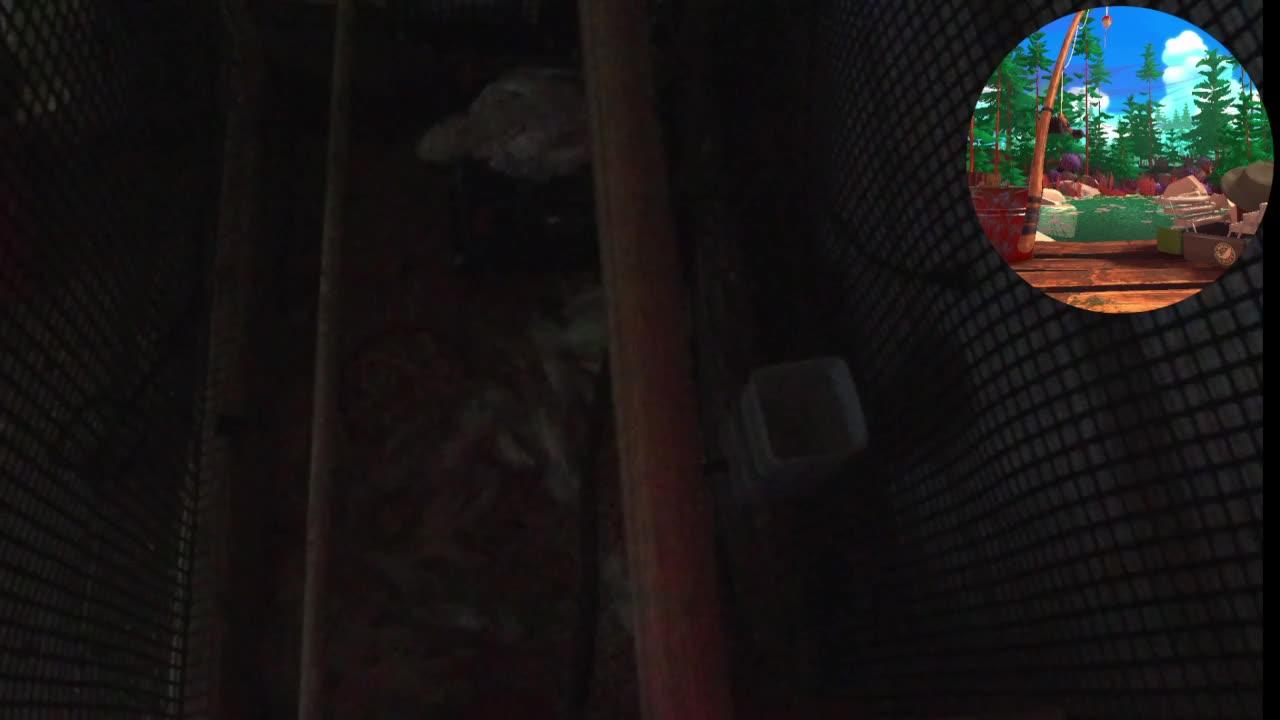 Chicken Live Stream