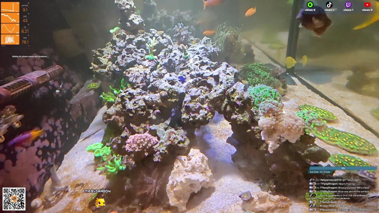 24/7 Real Live Reef Stream