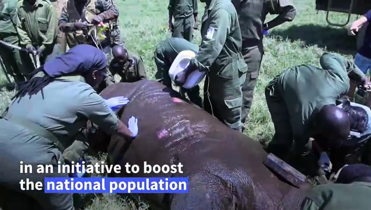 Kenyan conservation group translocates rhinoceroses to boost population