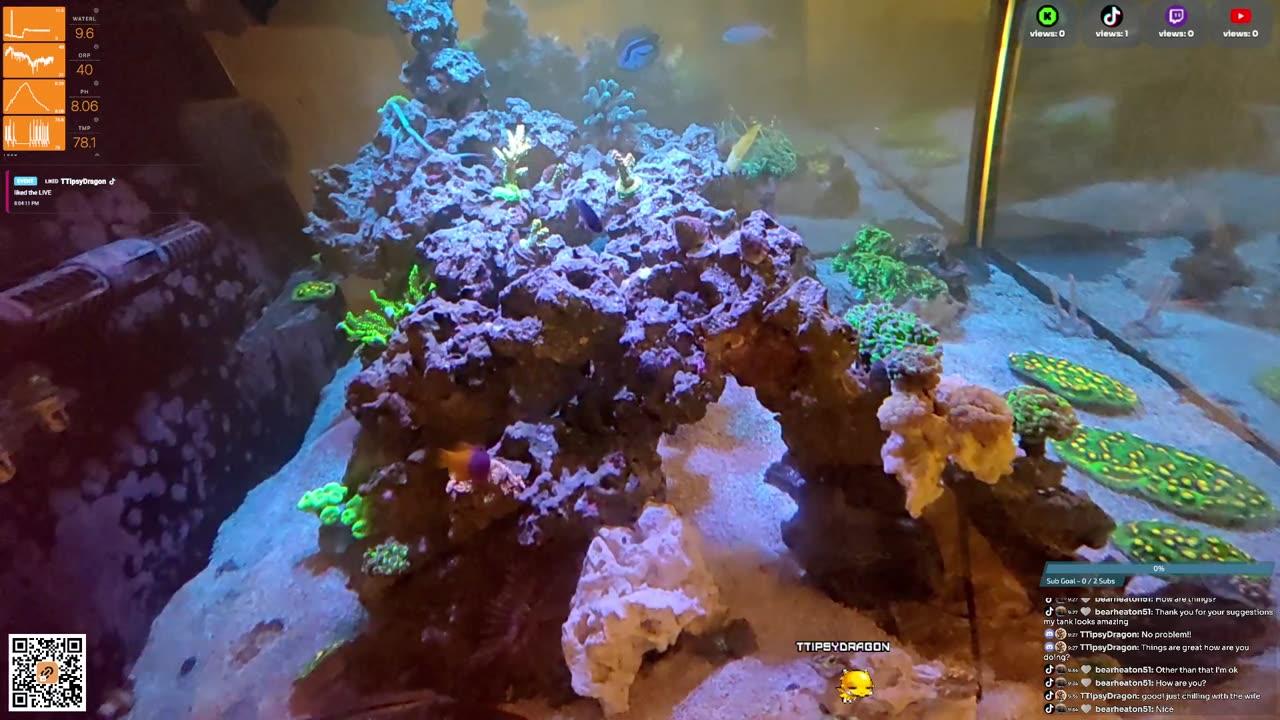 24/7 Real Live Reef Stream