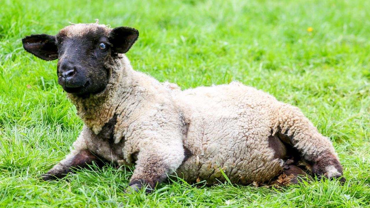 Resilient Lamb Finds Hope and Healing Through Custom Dog Wheelchair