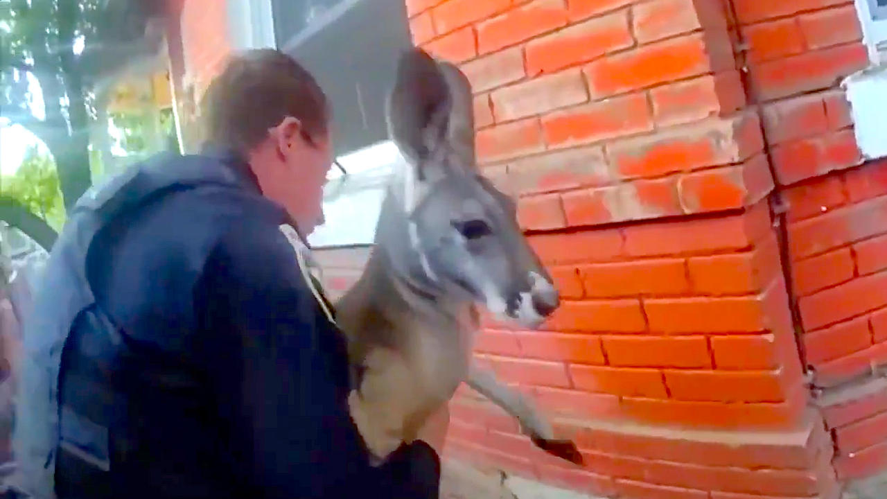 Police in Colorado Had to Chase Down… a Kangaroo?!