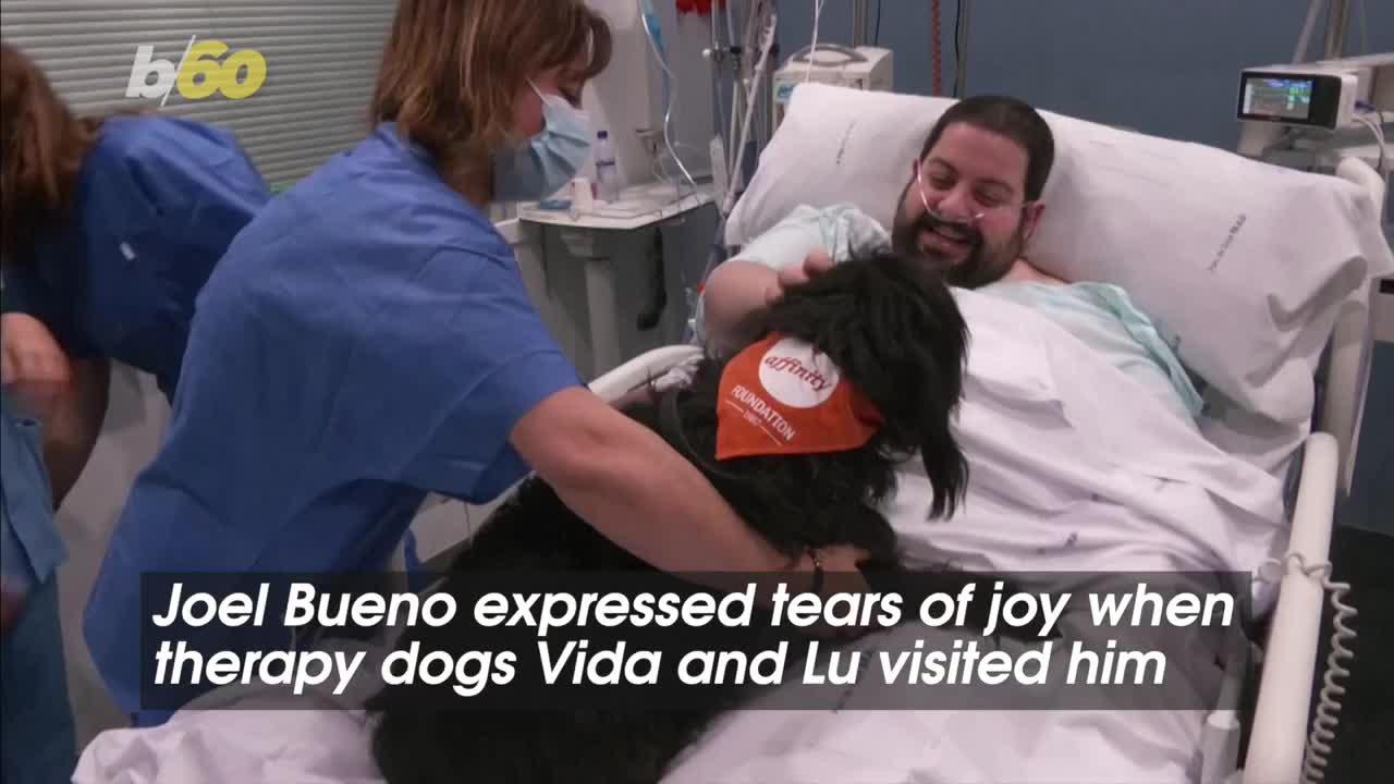 Furry Visitors Bring Smiles to ICU Patients in Barcelona.mp4