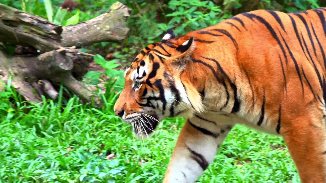 Adorable creatures on the planet, immortalized in stunning 16K Ultra HD