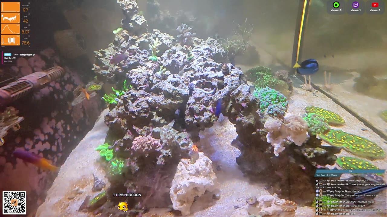 24/7 Real Live Reef Stream