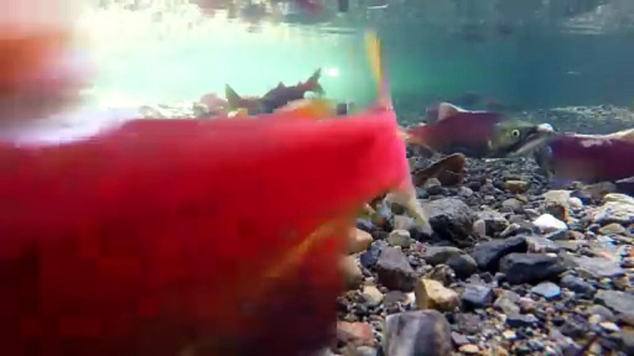 The Salmons Call Documentary Movie