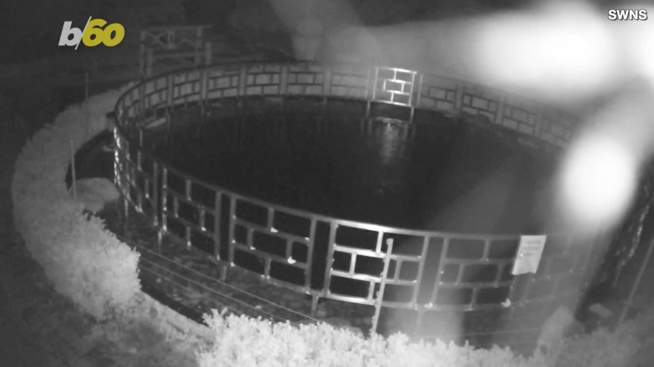 Security Cam Catches Otter Pulling Off Lavish Koi Heist.mp4