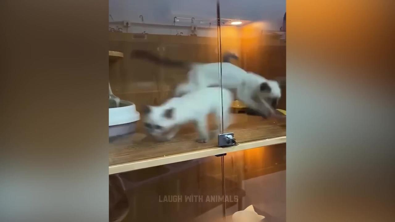 Best Funny Animal Videos β Dogs & Cats That Will Make You Laugh!πΉπΆ#cat #dog #animals