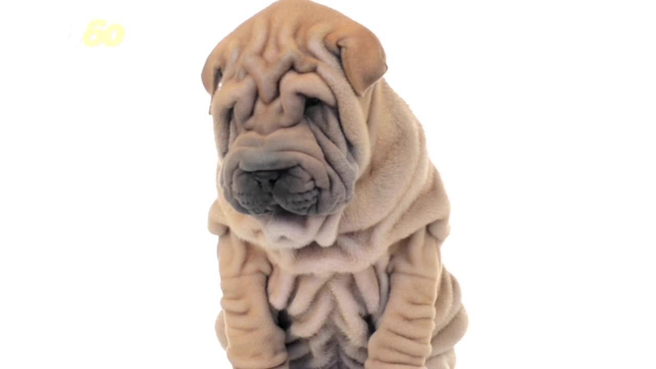 Study Finds One Trait Most Gifted Dogs Have in Common.mp4