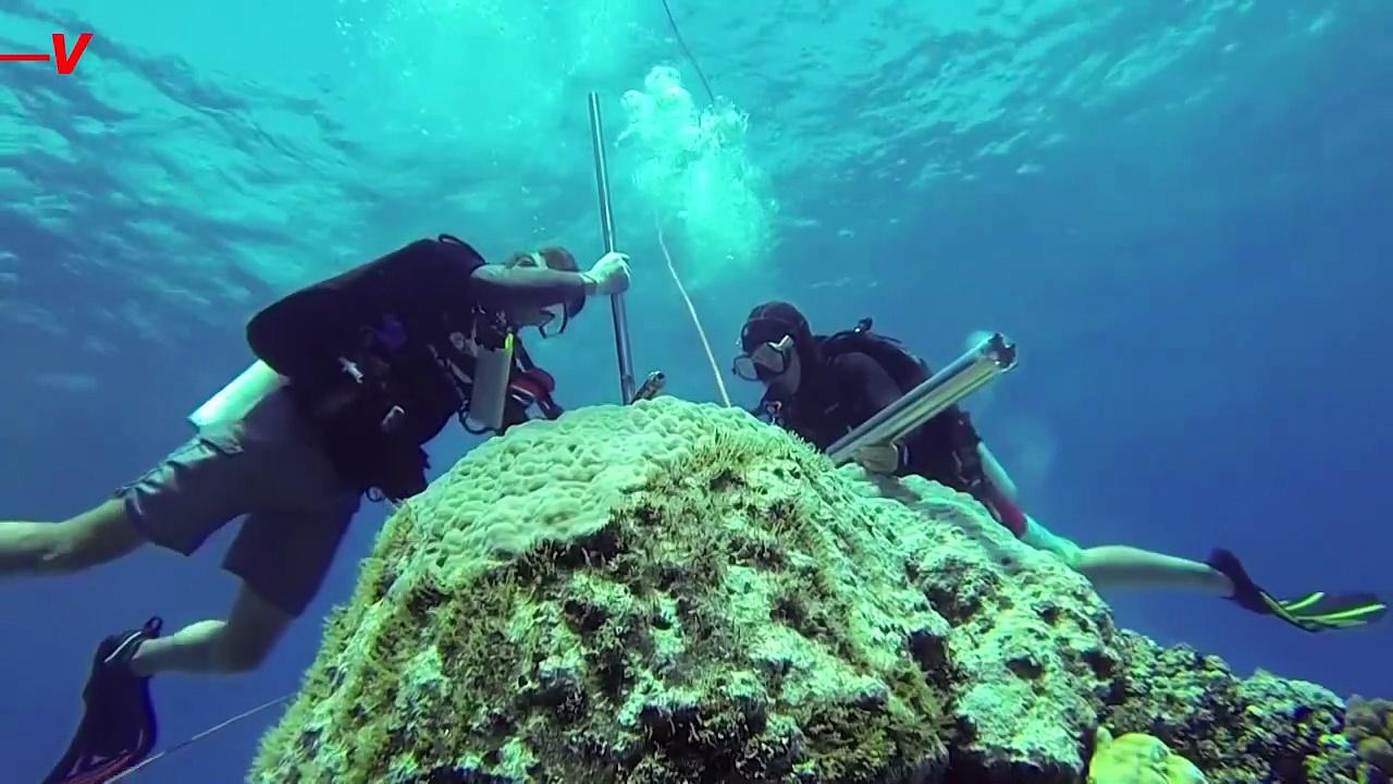 Researchers Drill Into Coral to Reveal 400 Years of Climate Clues.mp4