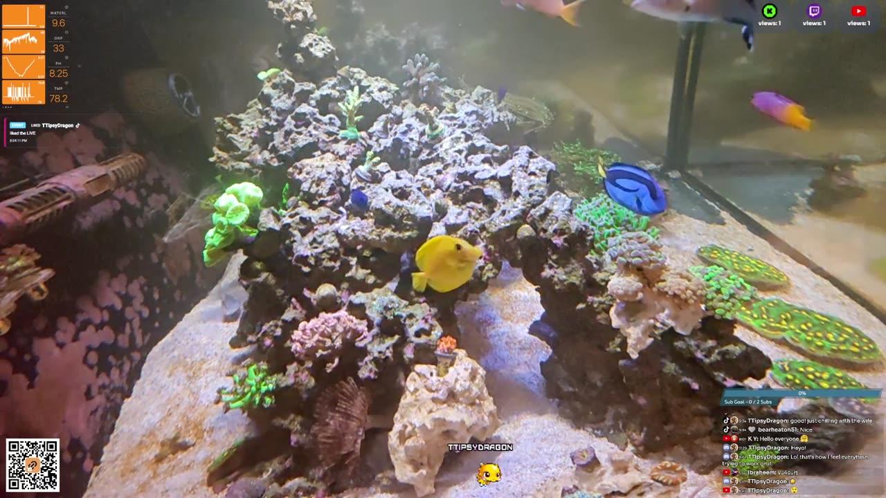 24/7 Real Live Reef Stream