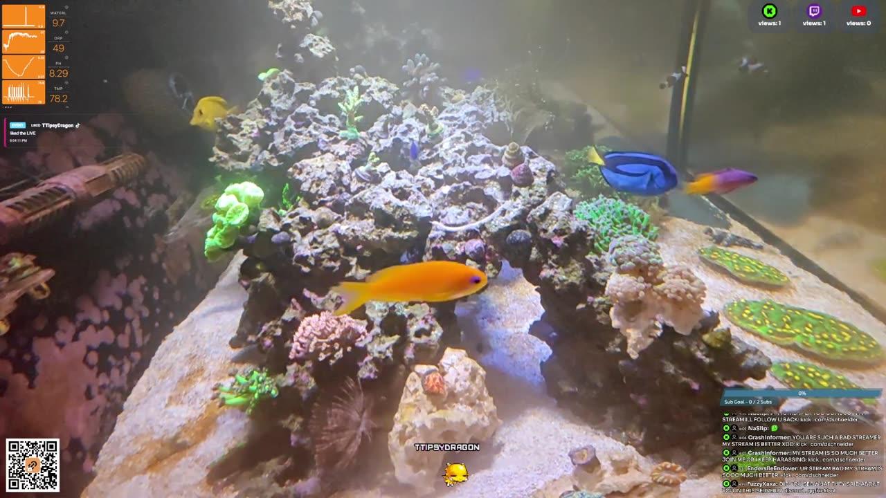24/7 Real Live Reef Stream
