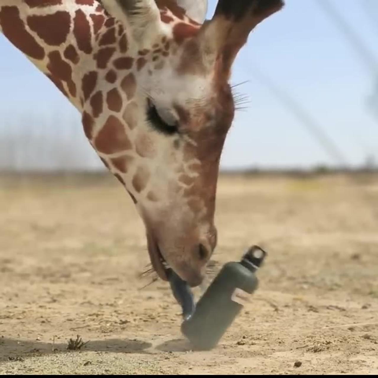 Epic Wildlife Battle: Elephant vs Giraffe
