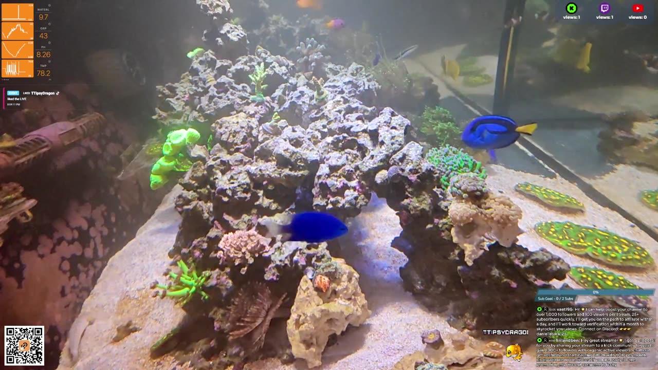 24/7 Real Live Reef Stream