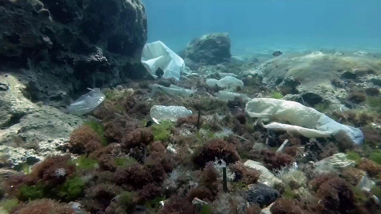 New Study Finds Endangered Seabirds Fly Thousands of Miles Just to Eat Plastic.mp4