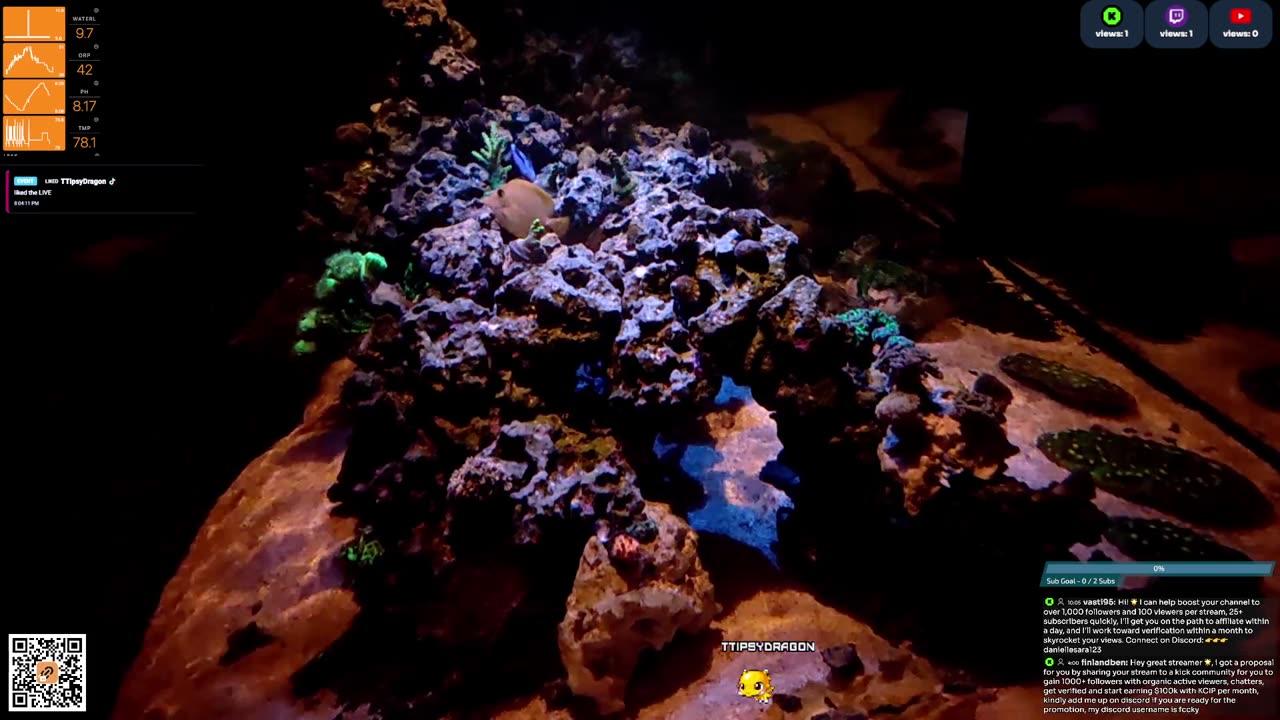 24/7 Real Live Reef Stream