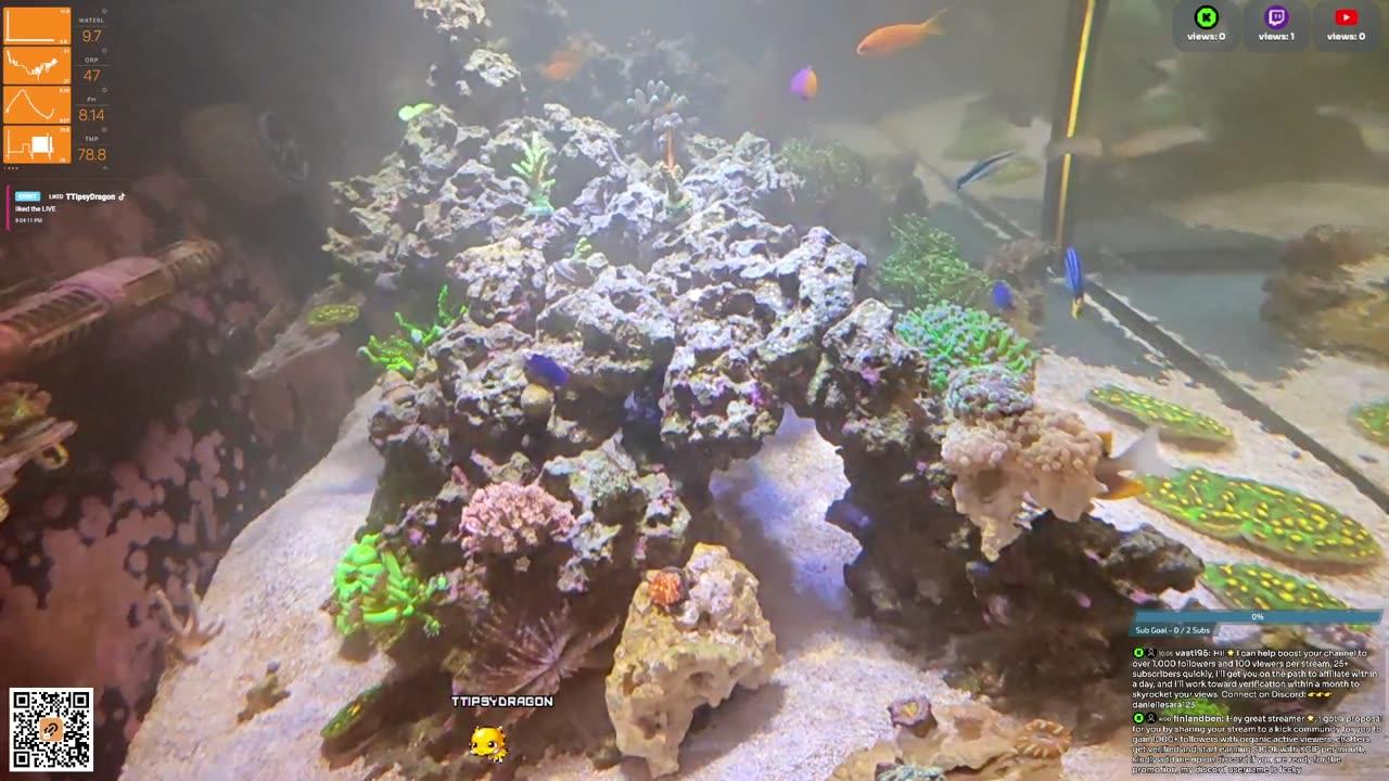 24/7 Real Live Reef Stream