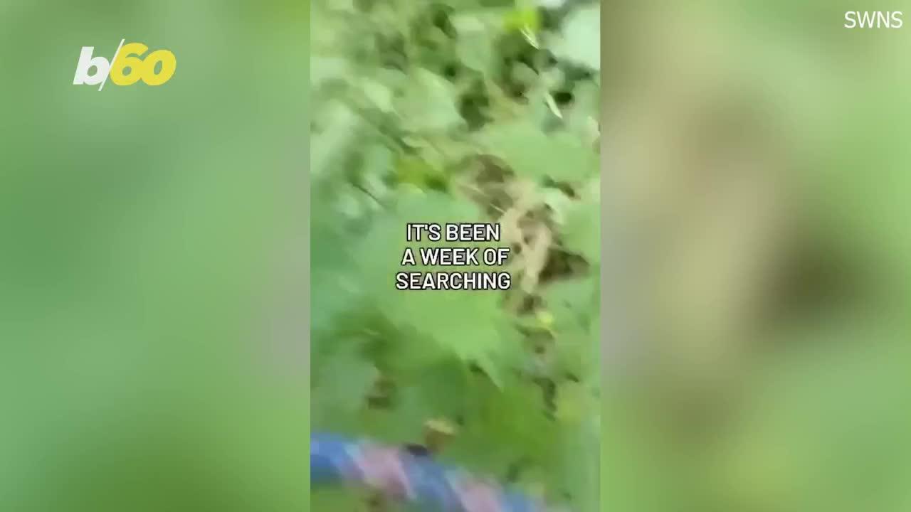 Runaway Pigs Cause Chaos in a Quaint English Town.mp4