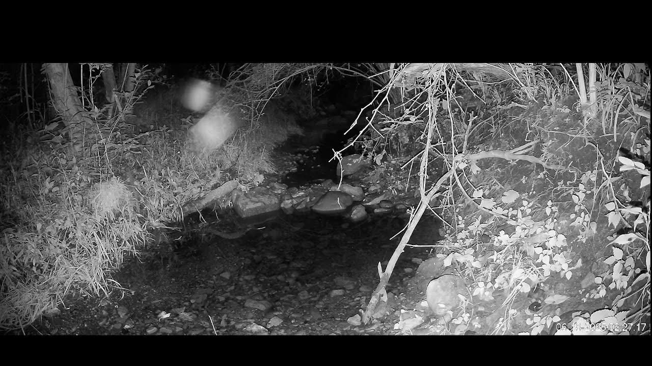 Live Stream
