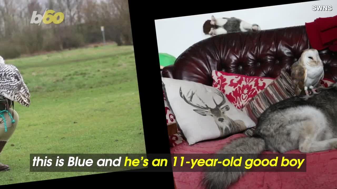 This Dog Became an Owl Dad—and It’s the Sweetest Thing Ever.mp4