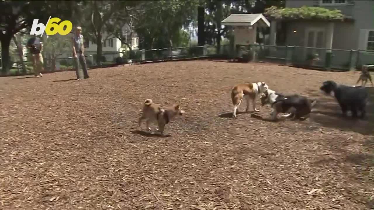 Why Dog Owners Sometimes Drive Everyone Nuts.mp4