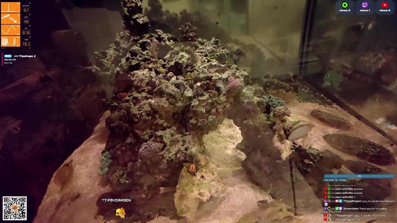 24/7 Real Live Reef Stream