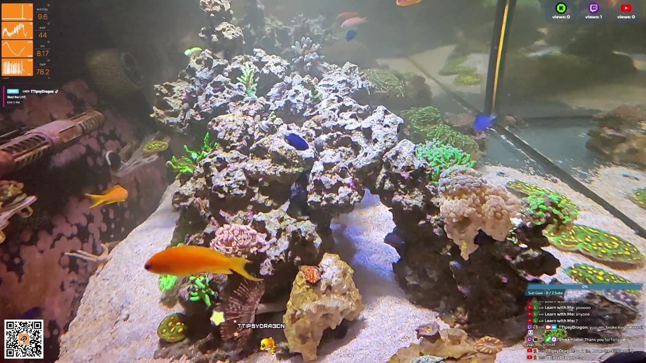 24/7 Real Live Reef Stream