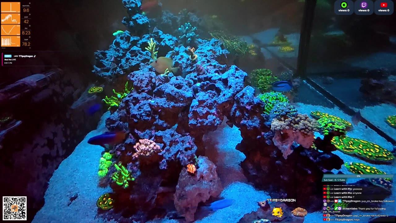 24/7 Real Live Reef Stream