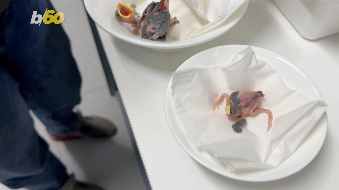 Due to Extreme Heat, This Bird Center Is Helping Provide Refuge for Victims