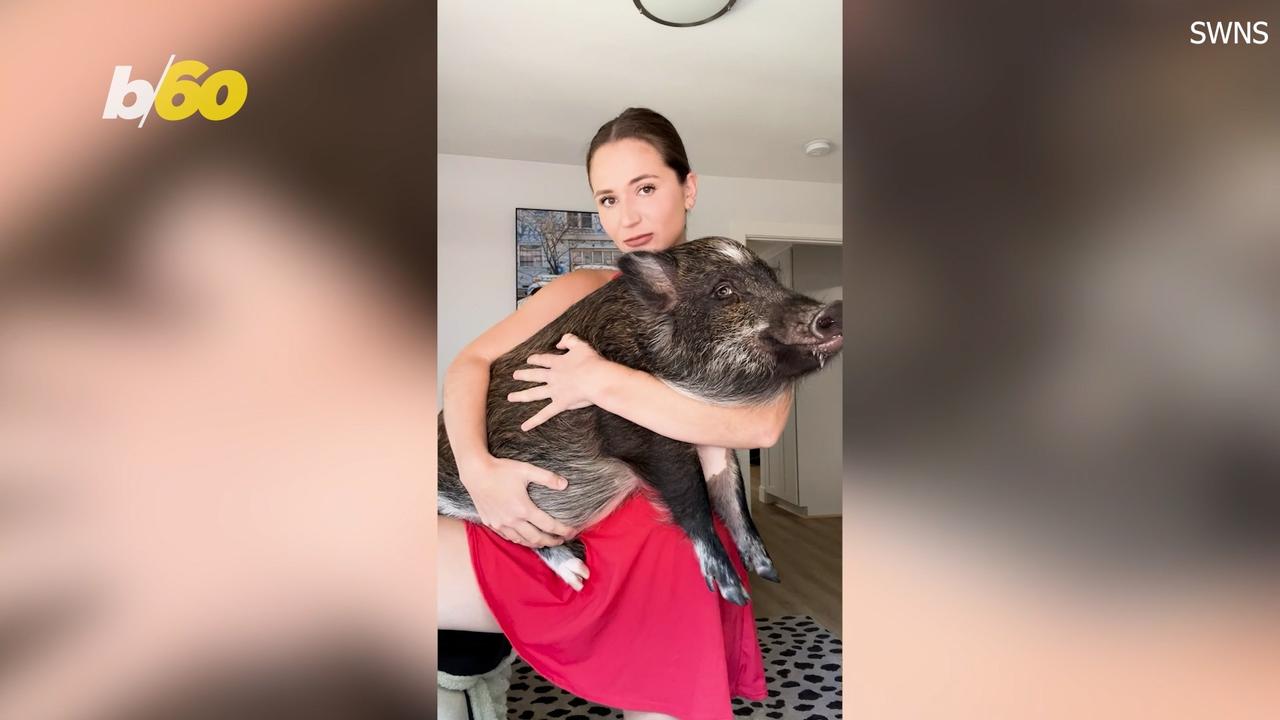 Why Everyone Should Have Access To a Pet Pig