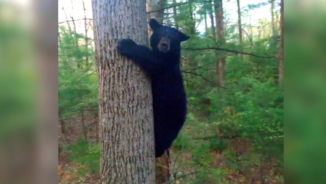 In the Battle of Drone vs. Black Bear, Drone Wins This Time