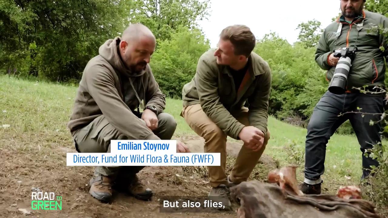 The Great Bulgarian Vulture Return: Europe turns over a new leaf after centuries of bird persecution