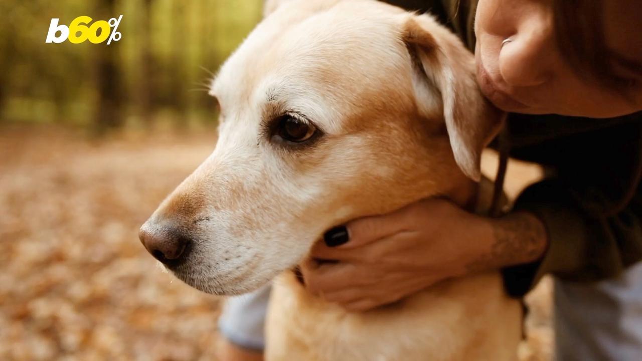 Are Pet Parents Actually Paying Attention To Their Furry Friends as Much as They Should Be