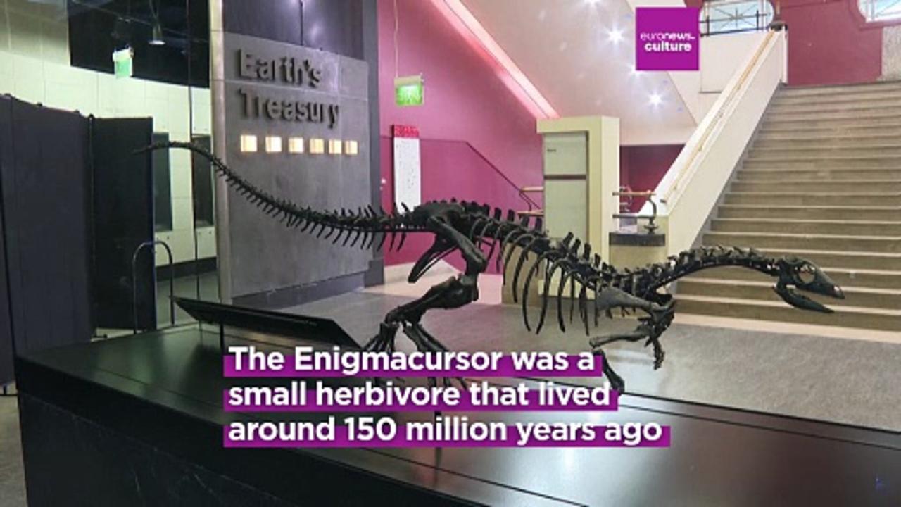 Meet Enigmacursor: New dinosaur species unveiled at London's Natural History Museum