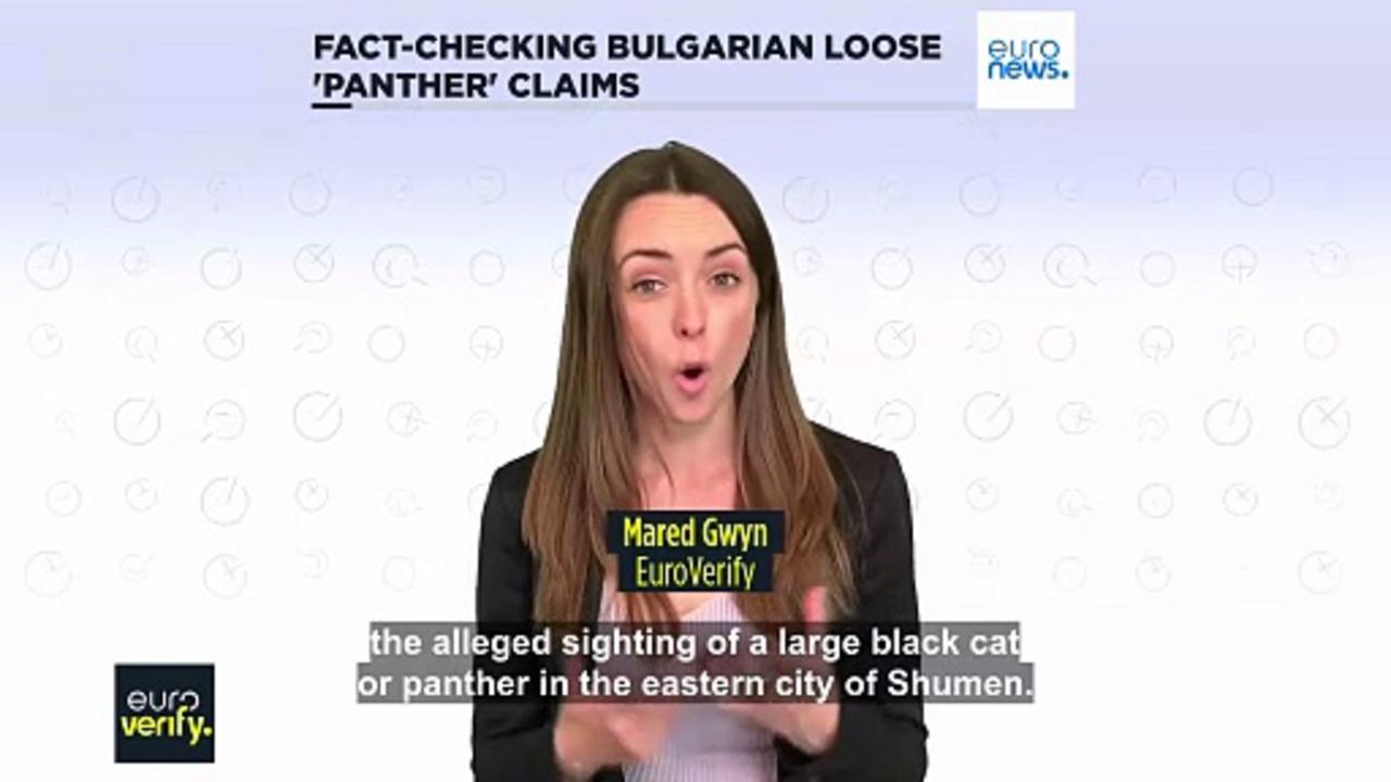 Fact-checking claims about the 'panther' on the loose in Bulgaria