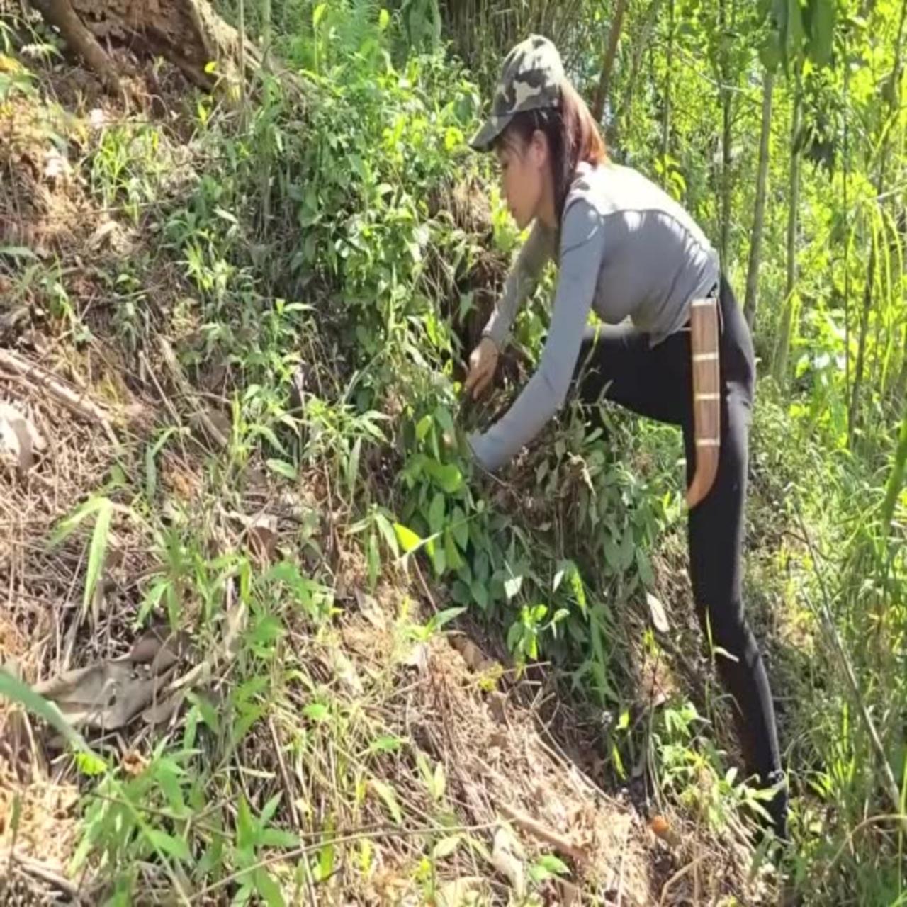 1 - 20 The Miraculous Survival Journey ofa Girl- Building a Wooden House and Hunting Wild Pigs