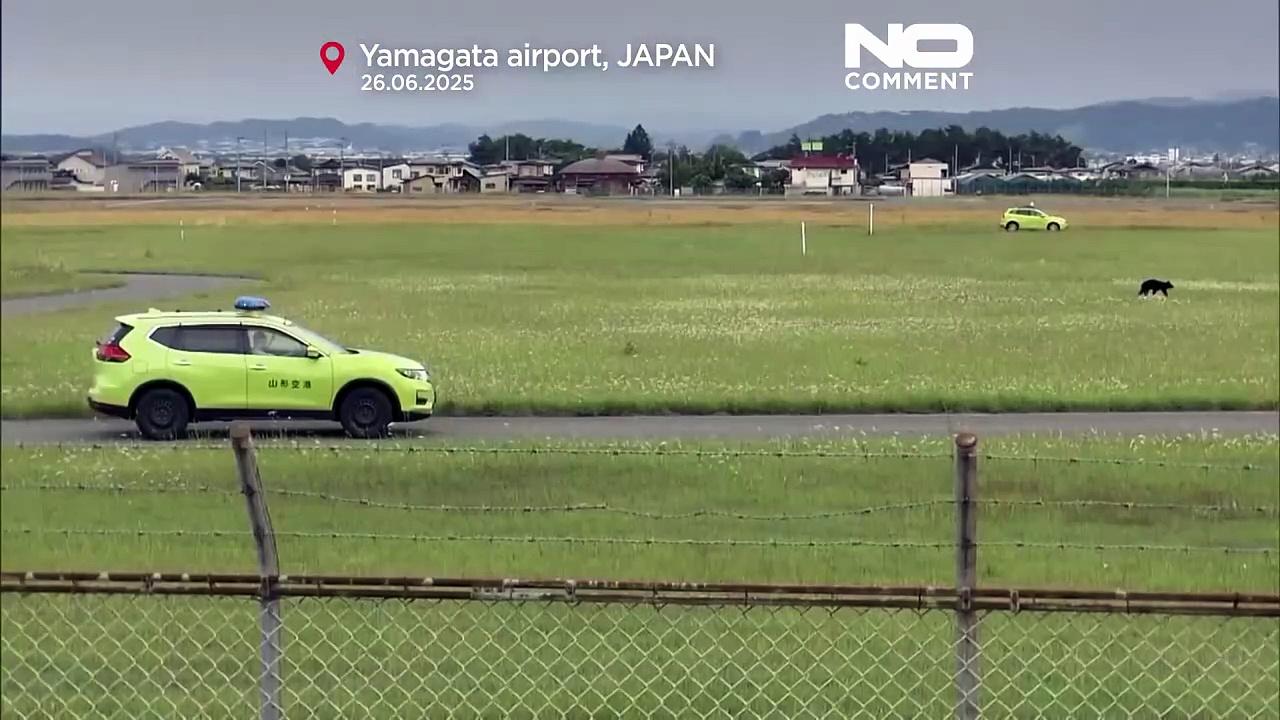 Bear disrupts flights at Yamagata Airport, forces runway closure