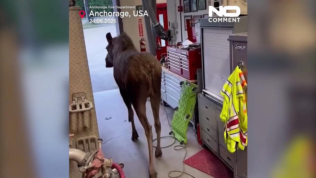 Watch: Moose inspects Alaska fire department