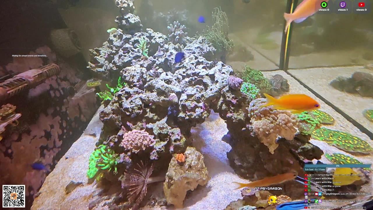 24/7 Real Live Reef Stream