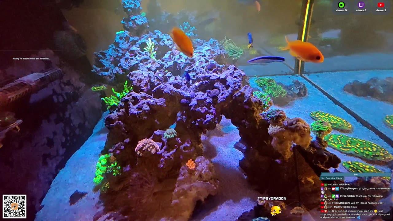24/7 Real Live Reef Stream