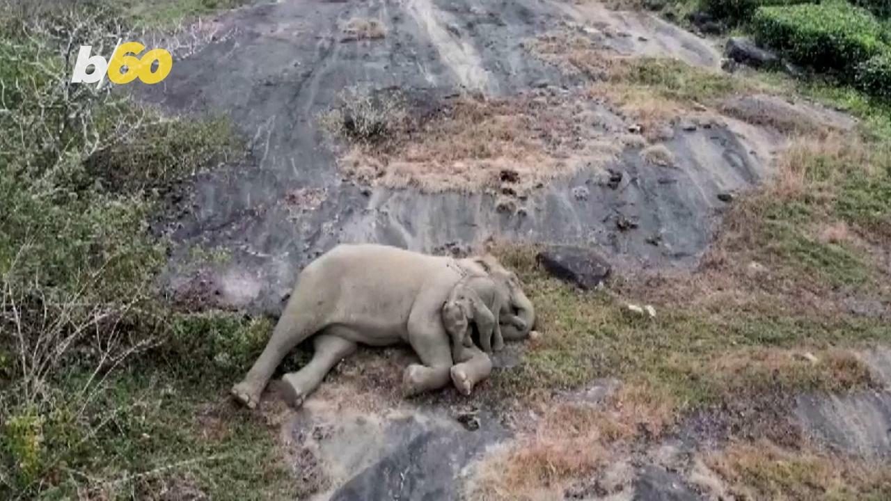 These Amazing People Reunited an Elephant Calf With Her Mother