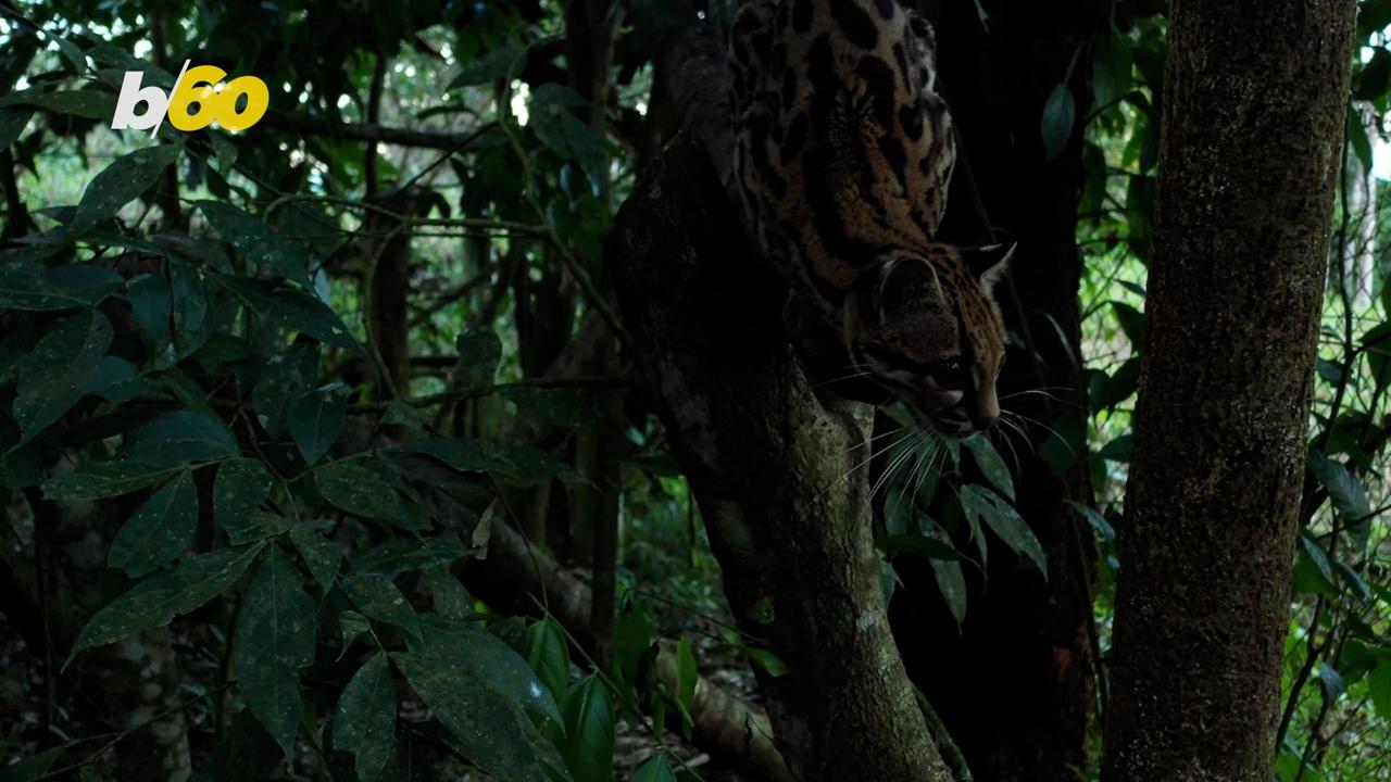 This Amazing Oncilla Cat Is Now Free After Being Released Back into the Wild