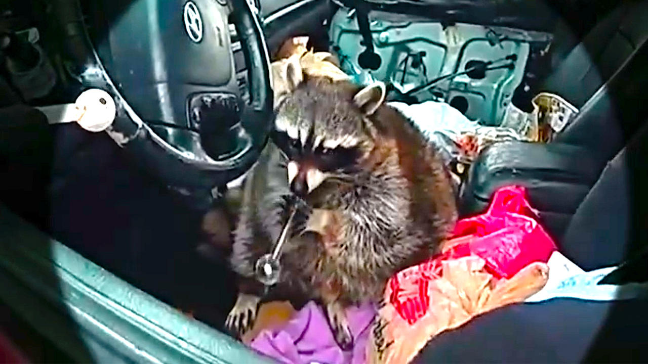 You Won’t Believe What This Raccoon Was Holding - Square