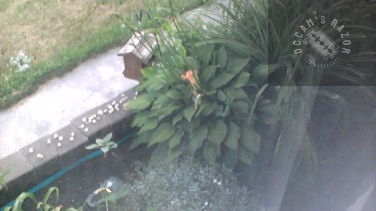 Butch the Sunflower