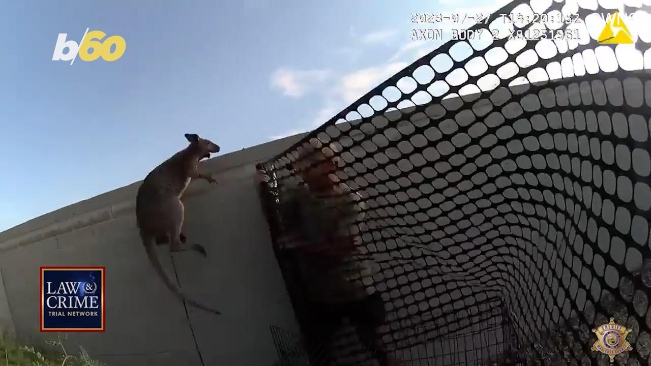 This Wallaby in Arizona Had Police Chasing it for Almost an Hour