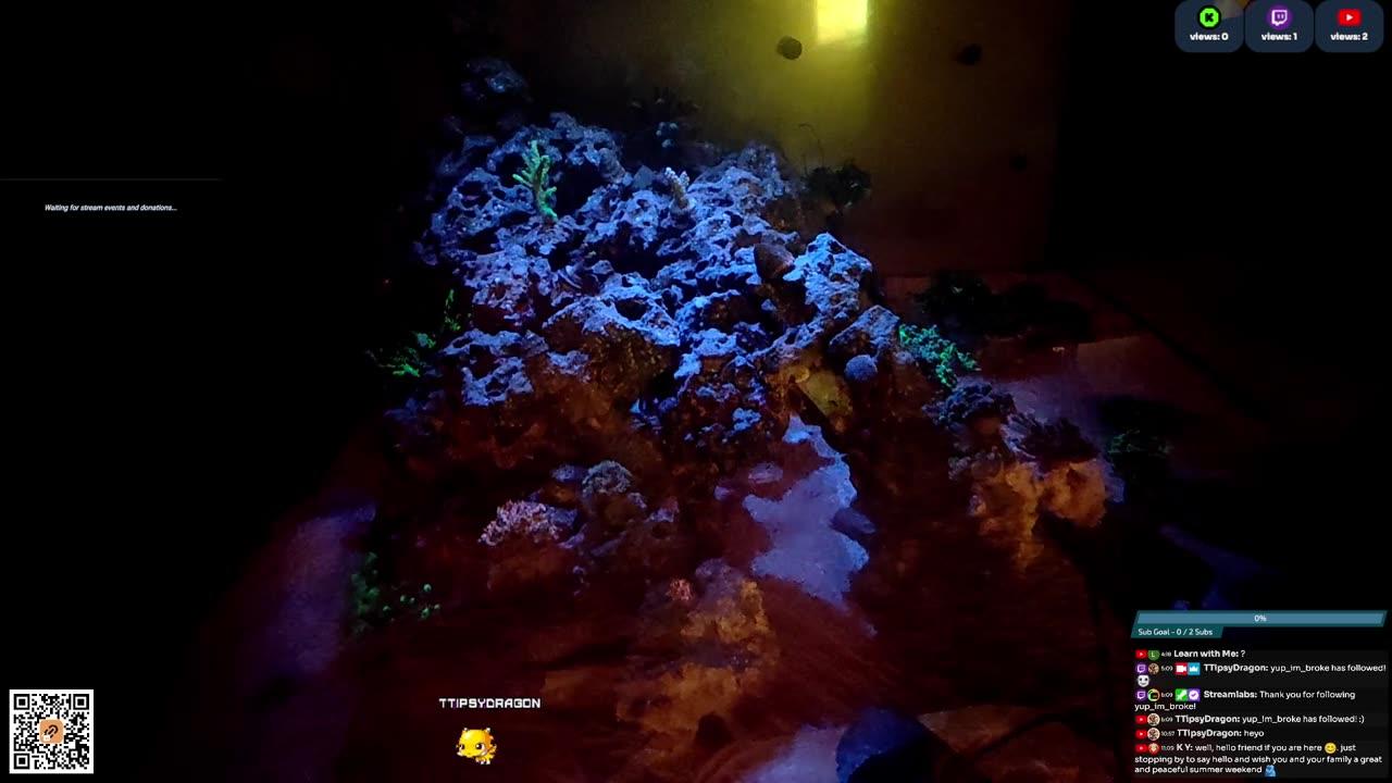 24/7 Real Live Reef Stream